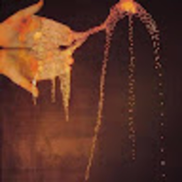 Meet your Posher, Lucia - Picture 1 of 1